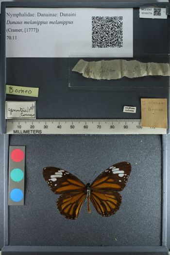 Media type: image;   Entomology 165779